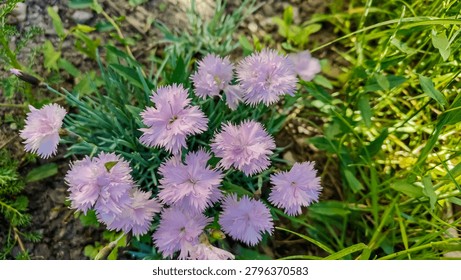 Close-up view of a cluster of small, frilly pink dianthus flowers surrounded by lush green grass and garden soil