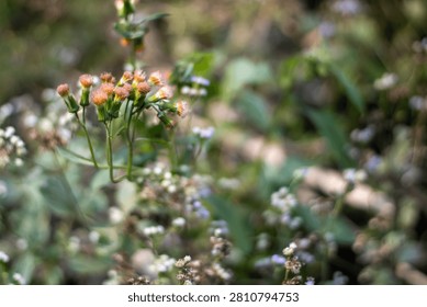 A close-up view of a cluster of small orange flowers with green stems and leaves, set against a blurred background of a lush green garden with various flowers and foliage, showcasing a natural and ser
