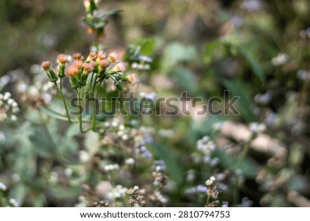 A close-up view of a cluster of small orange flowers with green stems and leaves, set against a blurred background of a lush green garden with various flowers and foliage, showcasing a natural and ser