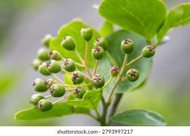 A close-up view of a cluster of small, round, green aronia berries developing on a thin stem surrounded by lush foliage