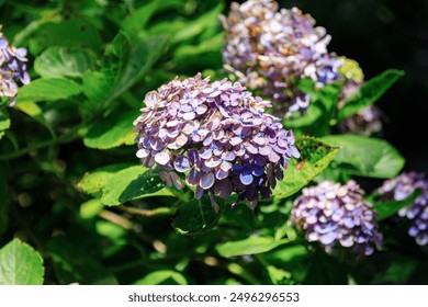 A close-up view of a cluster of vibrant purple hydrangea flowers, bathed in warm sunlight. - Powered by Shutterstock