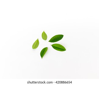 Close-up view collection of fresh green young lemon leaves isolated on white background. Its freshly picked from home growth organic garden. Food concept.