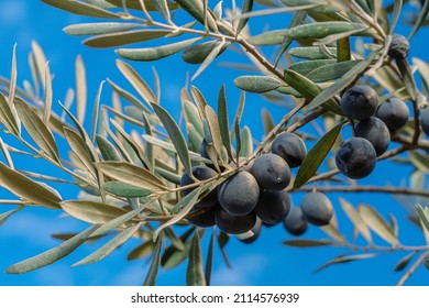 Close-up view color photography of beautiful organic blue olives growing on branches of olive tree isolated on clear sunny blue sky background