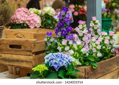 Closeup view of colourful various flowers in rough vintage wooden box which are sold at open air flower stall or floral shop located in outdoor market in Europe. Typical atmosphere of flower store.   