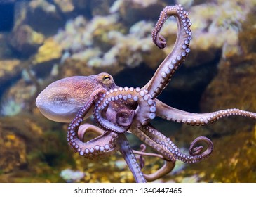 Close-up view of a Common Octopus (Octopus vulgaris)
