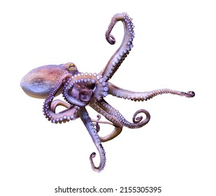 Close-up view of a Common Octopus (Octopus vulgaris), isolated on white background