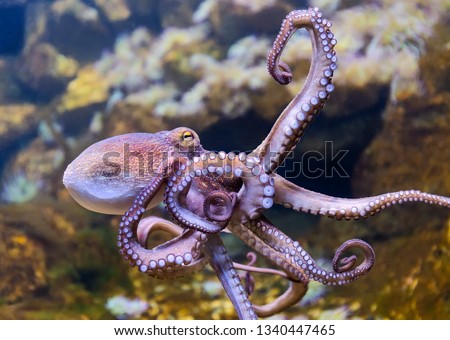 Close-up view of a Common Octopus (Octopus vulgaris)