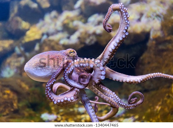 Close-up view\
of a Common Octopus (Octopus\
vulgaris)