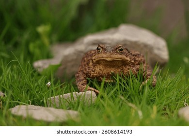 Closeup view of Common toad (Bufo bufo). Due to human activity its rare to seen it in wild nature.