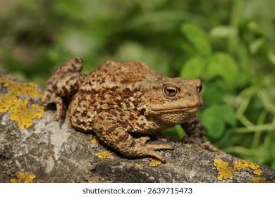 Closeup view of Common toad (Bufo bufo) in summer garden. A rarity to see them in the wild.