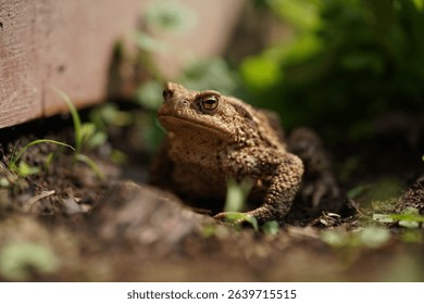 Closeup view of Common toad (Bufo bufo) in summer garden. A rarity to see them in the wild.