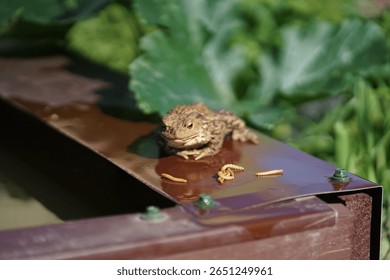 Closeup view of Common toad (Bufo bufo) eating mealworms with garden pond in the background during hot summer morning. 