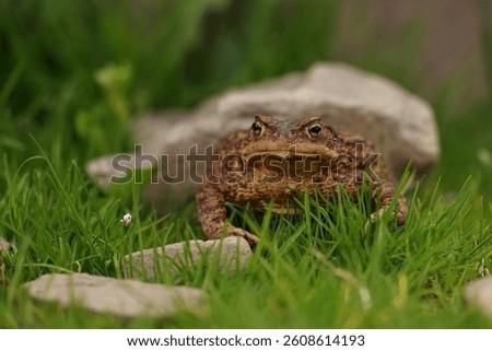 Closeup view of Common toad (Bufo bufo). Due to human activity its rare to seen it in wild nature.