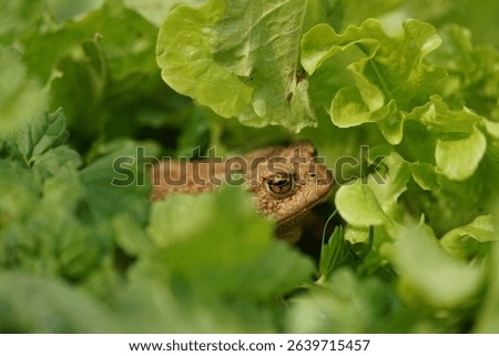 Closeup view of Common toad (Bufo bufo) in summer garden. A rarity to see them in the wild.