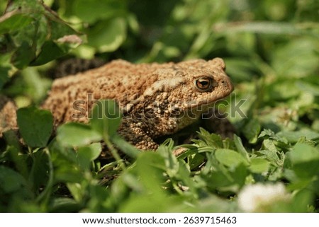 Closeup view of Common toad (Bufo bufo) in summer garden. A rarity to see them in the wild.