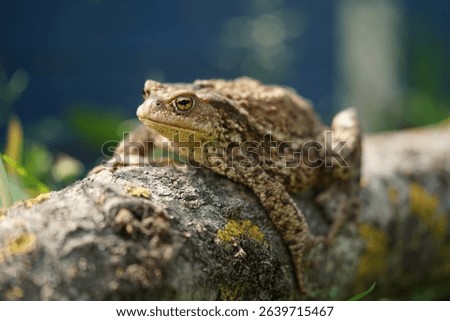Closeup view of Common toad (Bufo bufo) in summer garden. A rarity to see them in the wild.