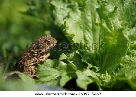 Closeup view of Common toad (Bufo bufo) in summer garden. A rarity to see them in the wild.
