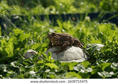 Closeup view of Common toad (Bufo bufo) in summer garden. A rarity to see them in the wild.