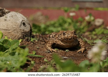 Closeup view of Common toad (Bufo bufo) in summer garden. A rarity to see them in the wild.