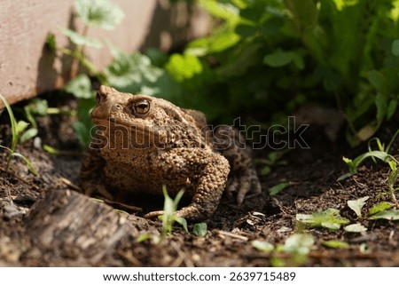 Closeup view of Common toad (Bufo bufo) in summer garden. A rarity to see them in the wild.