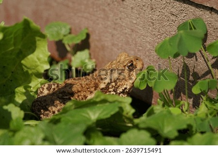 Closeup view of Common toad (Bufo bufo) in summer garden. A rarity to see them in the wild.