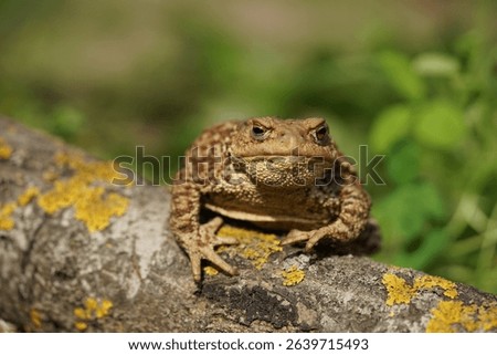 Closeup view of Common toad (Bufo bufo) in summer garden. A rarity to see them in the wild.