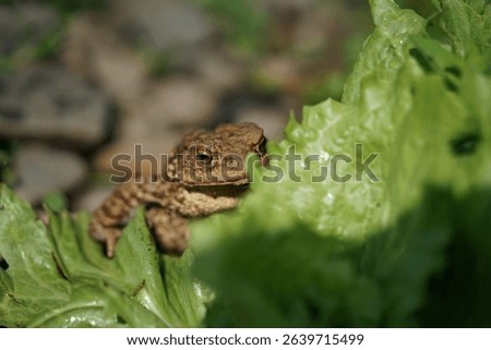 Closeup view of Common toad (Bufo bufo) in summer garden. A rarity to see them in the wild.