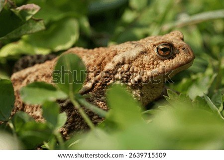 Closeup view of Common toad (Bufo bufo) in summer garden. A rarity to see them in the wild.