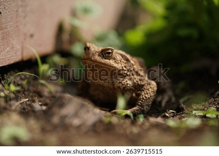 Closeup view of Common toad (Bufo bufo) in summer garden. A rarity to see them in the wild.