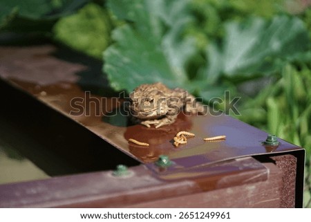 Closeup view of Common toad (Bufo bufo) eating mealworms with garden pond in the background during hot summer morning. 