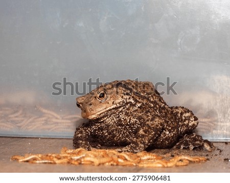 Closeup view of Common toad (Bufo bufo) eating mealworms and bugs.
