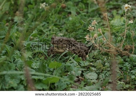 Closeup view of Common toad (Bufo bufo) in summer garden during evening. A rarity to see them in the wild.