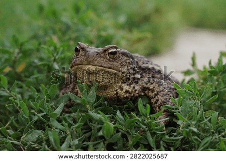 Closeup view of Common toad (Bufo bufo) in summer garden during evening. A rarity to see them in the wild.