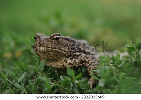 Closeup view of Common toad (Bufo bufo) in summer garden during evening. A rarity to see them in the wild.