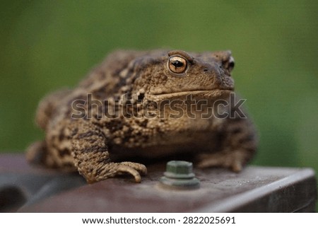 Closeup view of Common toad (Bufo bufo) in summer garden during evening. A rarity to see them in the wild.