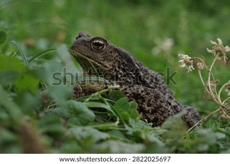 Closeup view of Common toad (Bufo bufo) in summer garden during evening. A rarity to see them in the wild.