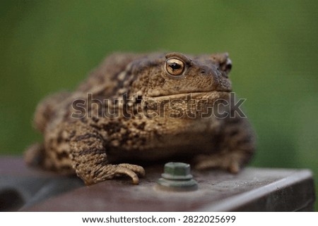 Closeup view of Common toad (Bufo bufo) in summer garden during evening. A rarity to see them in the wild.