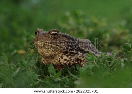 Closeup view of Common toad (Bufo bufo) in summer garden during evening. A rarity to see them in the wild.