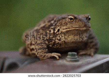 Closeup view of Common toad (Bufo bufo) in summer garden during evening. A rarity to see them in the wild.