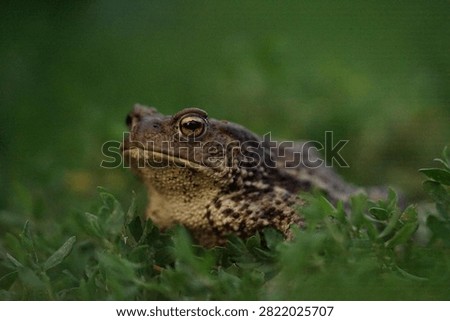 Closeup view of Common toad (Bufo bufo) in summer garden during evening. A rarity to see them in the wild.