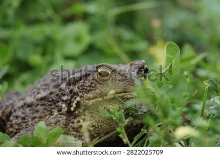Closeup view of Common toad (Bufo bufo) in summer garden during evening. A rarity to see them in the wild.