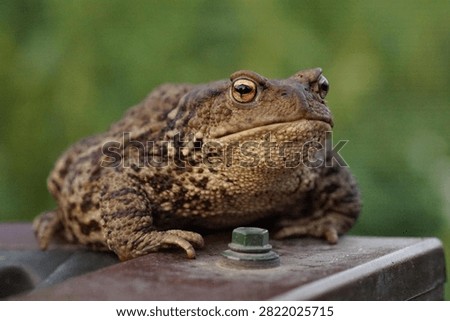 Closeup view of Common toad (Bufo bufo) in summer garden during evening. A rarity to see them in the wild.