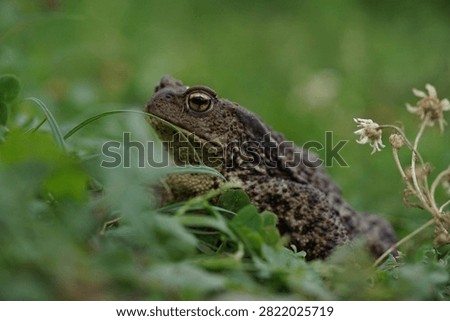 Closeup view of Common toad (Bufo bufo) in summer garden during evening. A rarity to see them in the wild.
