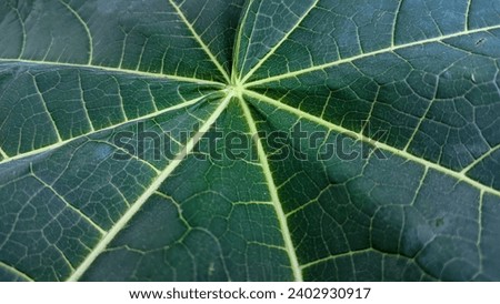 Close-up view of concentric green leaves, with the green base of the leaf and the yellow lines of the leaf veins.