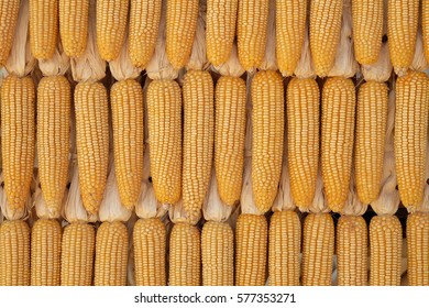 Closeup view of corn grain