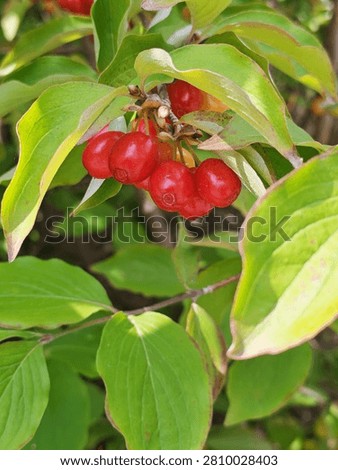 Close-up view of a Cornus mas branch showing a cluster of ripe red oval drupe fruits surrounded by green leaves under direct natural light.