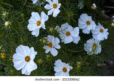 close-up view of cosmos flower, cosmeya in the garden in summer. High quality photo