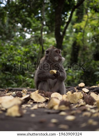 Closeup view of a crab-eating long-tailed macaque Macaca fascicularis ape primate in Ubud Sacred Monkey Forest Bali Indonesia South East Asia
