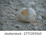 A close-up view of a cracked turtle egg on a sandy beach, highlighting the delicate moment of hatchling emergence in a natural, serene environment.