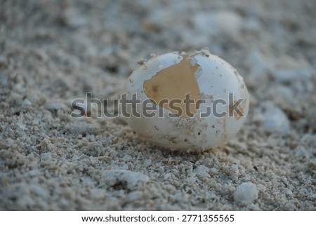A close-up view of a cracked turtle egg on a sandy beach, highlighting the delicate moment of hatchling emergence in a natural, serene environment.